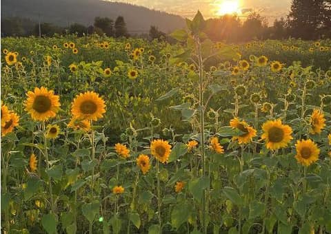 A field of sunflowers glowing at sunset in a Si View park