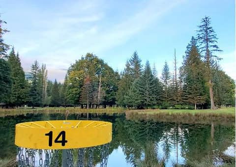 A yellow disc golf basket beside a still pond reflecting tall evergreens